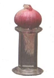 Growing roots of an onion in a jar containing water