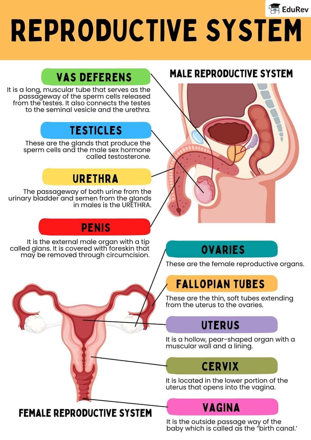 Infographics: Reproductive Systems | Biology Class 12 - NEET