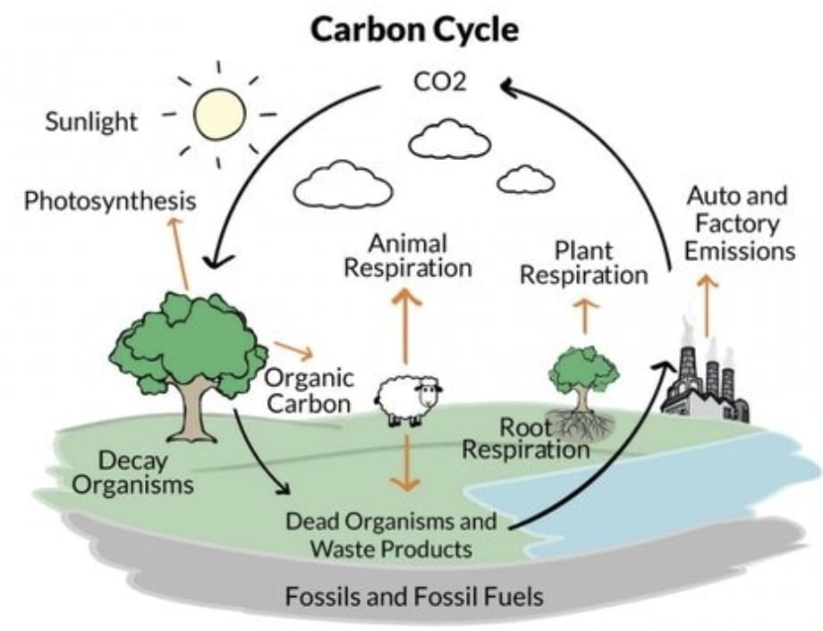 3.2 Carbon cycle