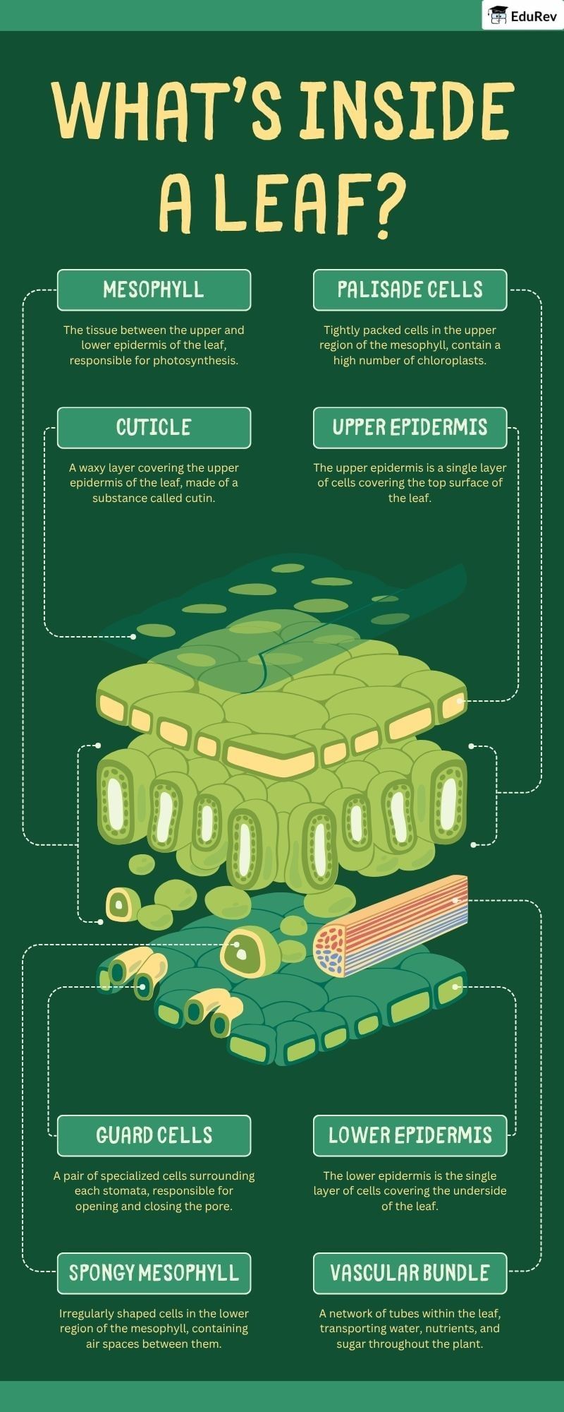 Infographics: Dicot Leaf | Biology Class 11 - NEET