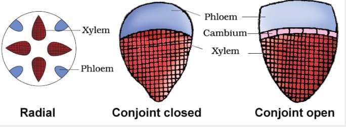 (d) Conjoint vascular bundles