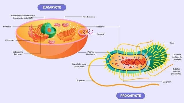 2. Prokaryotic vs Eukaryotic Cells