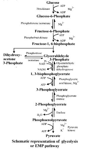 1. Glycolysis Pathway Mnemonics