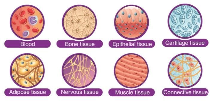 2. Connective Tissue (Most Abundant in Animals)