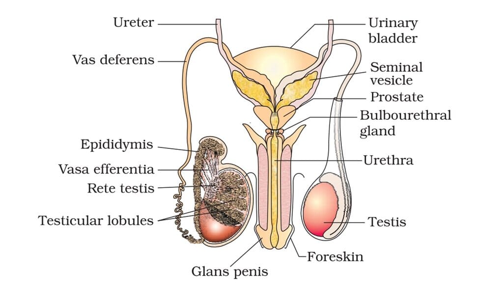 Male Reproductive System