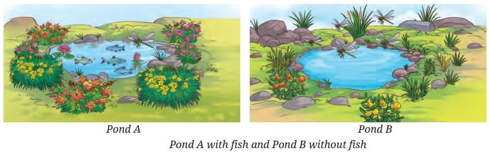 How Nature Works in Harmony Chapter Notes | Chapter Notes For Class 8