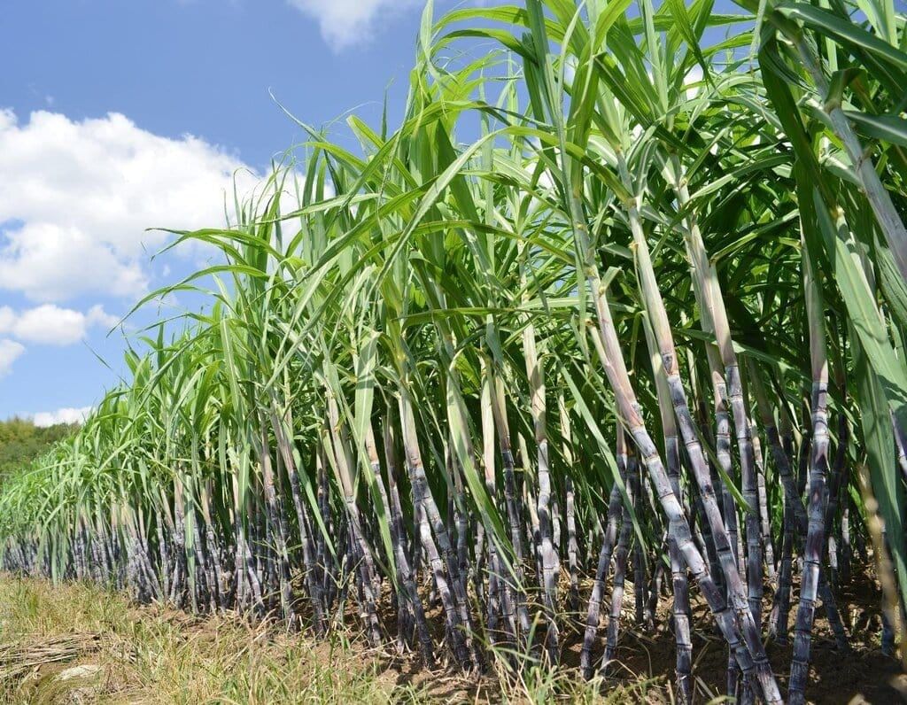 Agriculture Chapter Notes | Social Studies Class 5 ICSE