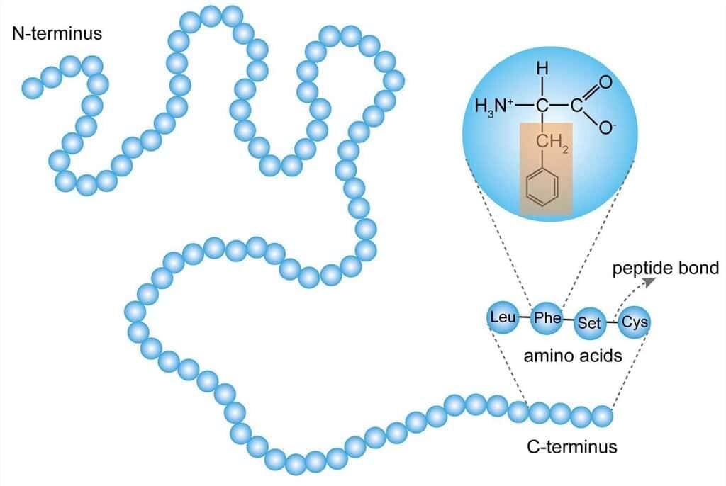 2. Primary Structure of Proteins