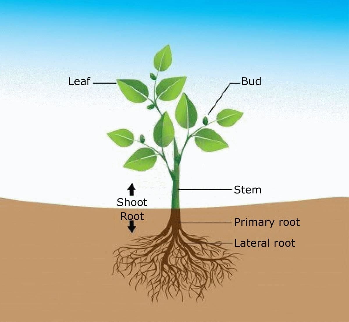 Plant Kingdom | Famous Books for UPSC Exam (Summary & Tests)