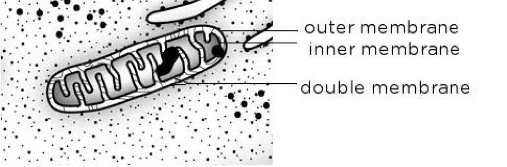 Mitochondria