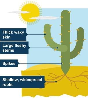 Important Questions: Diversity in the Living World | Science for Class 6
