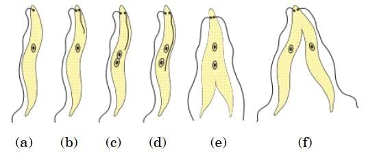 Class 10 Science Chapter 7 Previous Year Questions - How do Organisms Reproduce?