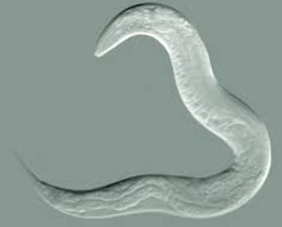 Nematoda (roundworms) - Efficient body design with two openings