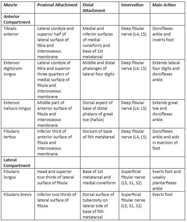 Lower Limb - 2 Chapter Notes | Anatomy - NEET PG