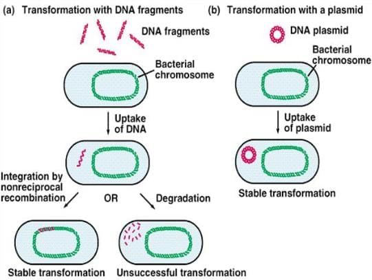 Bacterial Genetics and Antimicrobial Resistance Chapter Notes | Preparation for EmSAT Grade 10