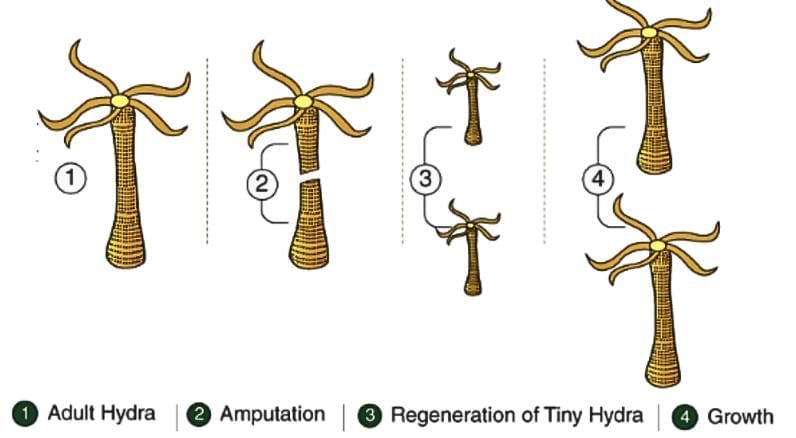 Important Definition: How do Organisms Reproduce? | Science Class 10