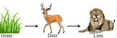 Unit Test (Solutions): Our Environment | Science Class 10