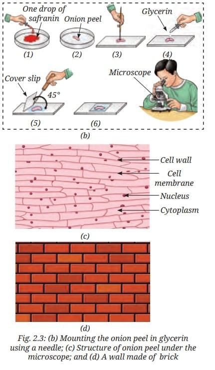 NCERT Based Activity: The Invisible Living World: Beyond Our Naked Eye | Science Curiosity Class 8 -  New NCERT