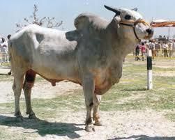 Cattle Breeds of Rajasthan | RPSC Preparation: All subjects - RPSC RAS (Rajasthan)
