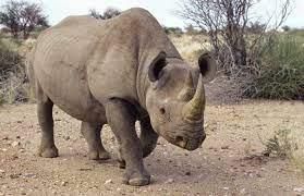 Endangered Animals | General Knowledge for Young Learners - Class 1
