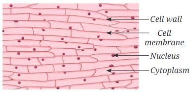 The Invisible Living World: Beyond Our Naked Eye Chapter Notes | Science Curiosity Class 8 -  New NCERT
