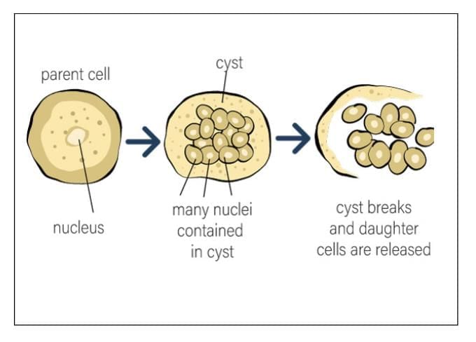 Important Diagrams: How do Organisms Reproduce? | Science Class 10