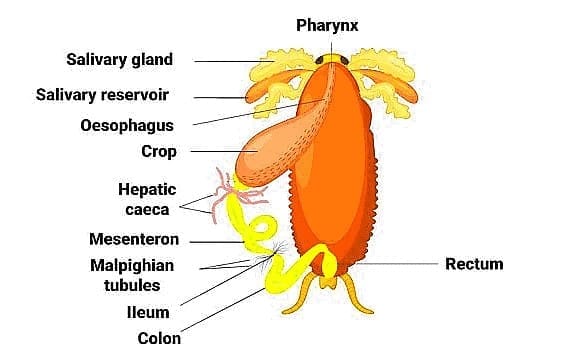 Digestive System of cockroach