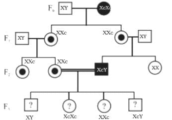 NEET Previous Year Questions(2016-25): Principles of Inheritance & Variation | Biology Class 12