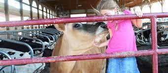 Livestock - 1 Class 4 Worksheet SST