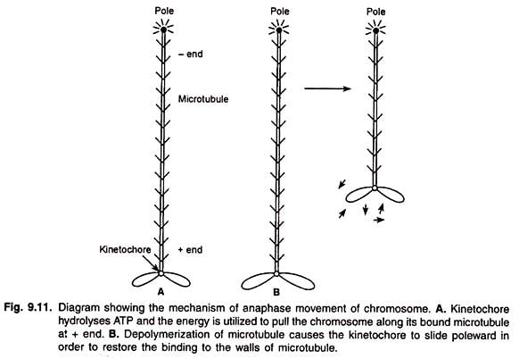 Chromosome Movement | Zoology Optional Notes for UPSC