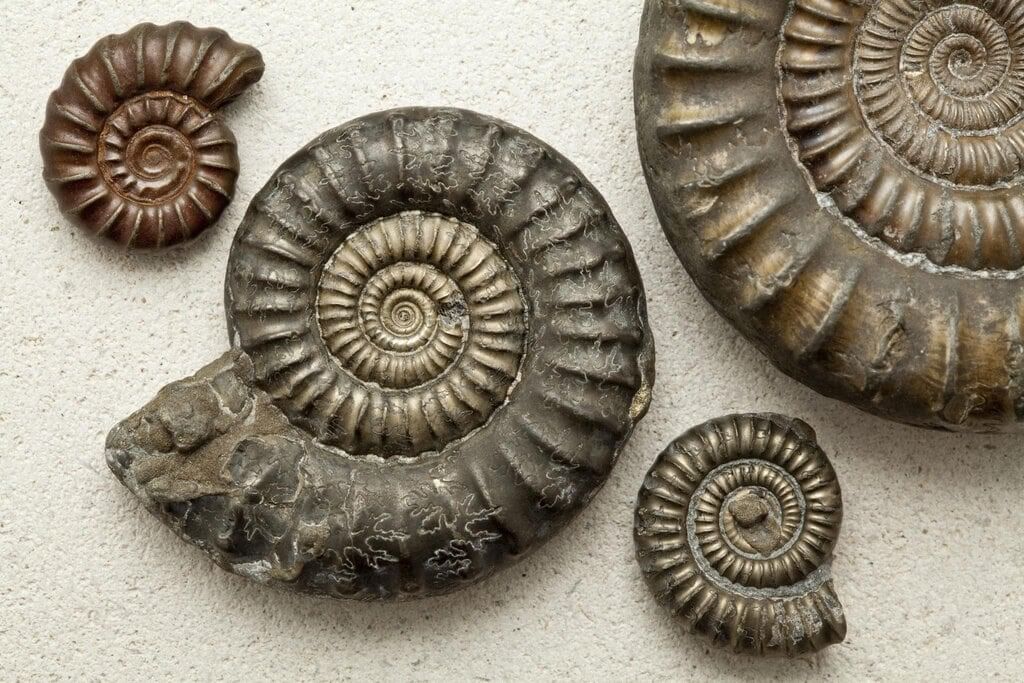 NCERT Exemplar: Heredity | Science Class 10